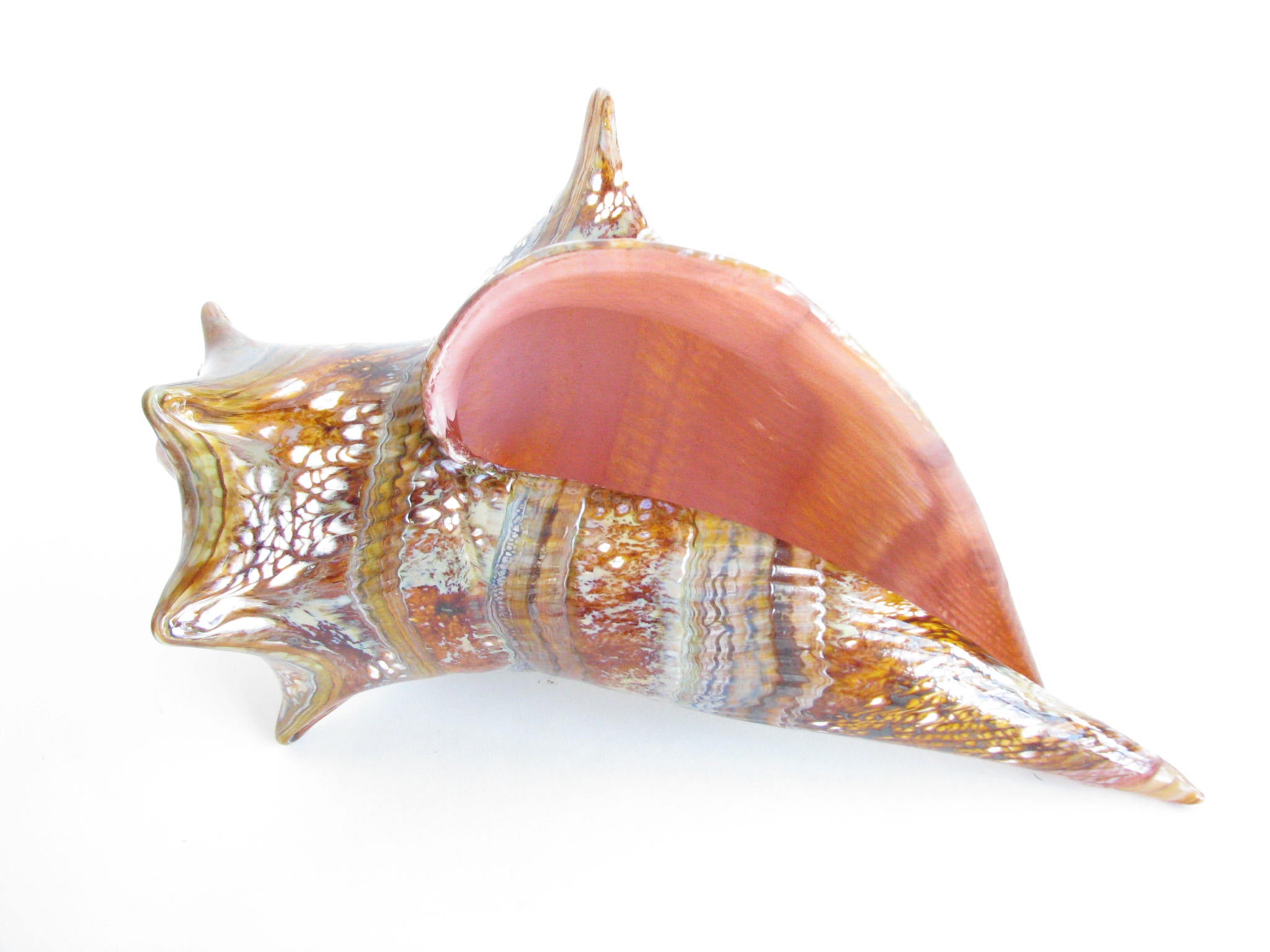 Conch PNG Image | Conch shell, Shells, Shell graphic